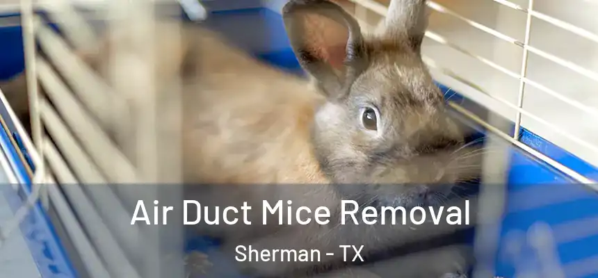 Air Duct Mice Removal Sherman - TX